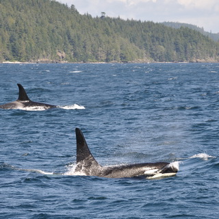 Telegraph Cove - Orcas